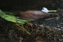 Mariaella dussumieri