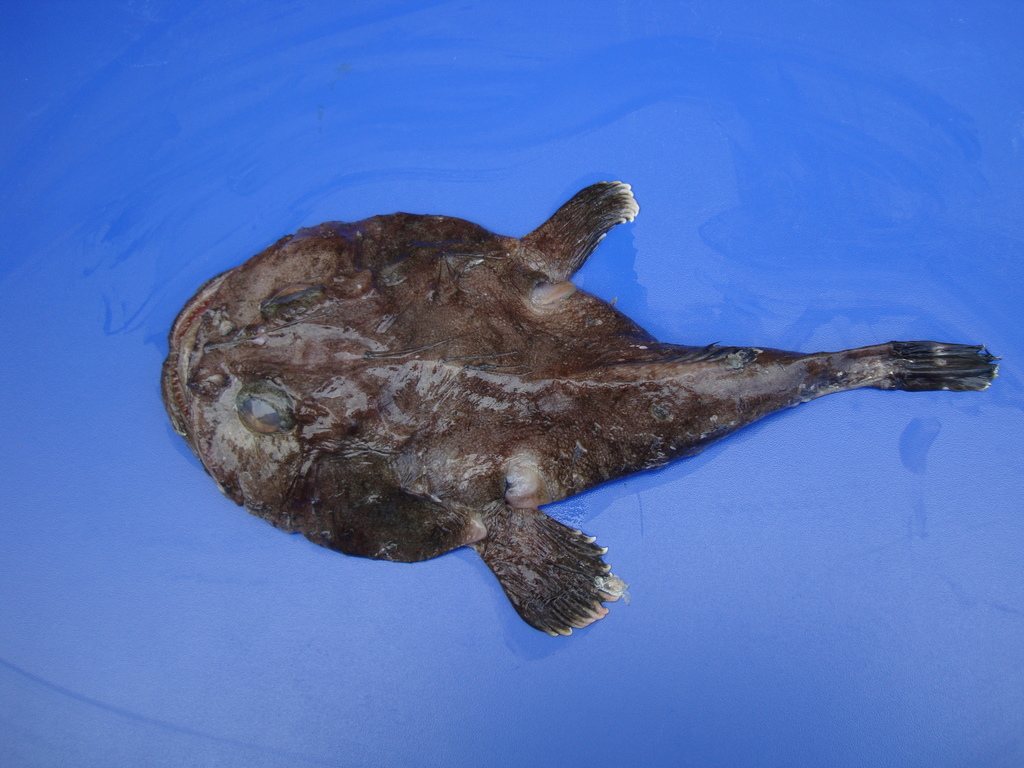 Threadfin Goosefish