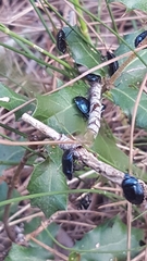 Canthophorus melanopterus