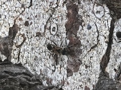 Rhyparochromus vulgaris