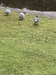 Columba livia