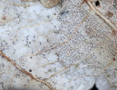 Phyllactinia guttata