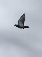 Columba livia