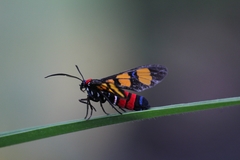 Euchromia polymena