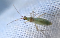 Dicyphus epilobii