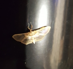 Apilocrocis brumalis