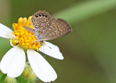 Brephidium pseudofea