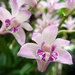 Dendrobium kingianum - Photo (c) Katja Schulz, algunos derechos reservados (CC BY-NC)