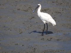 Platalea minor