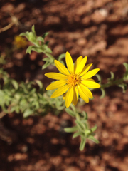 Heterotheca excelsior