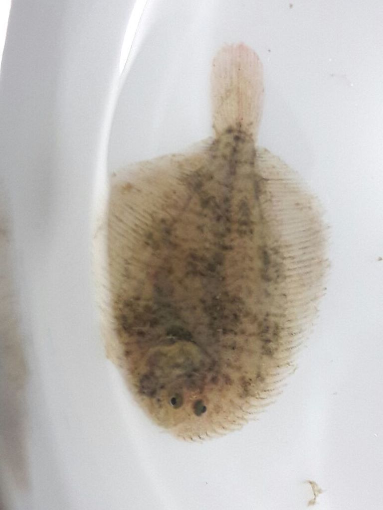 Mazatlan sole (Achirus mazatlanus) — Achiridae