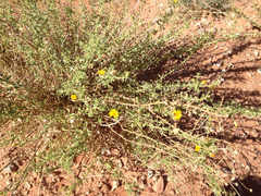 Heterotheca excelsior