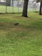 Sciurus carolinensis