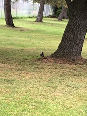 Sciurus carolinensis