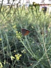 Lycaena phlaeas