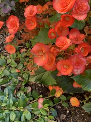 Magnoliopsida