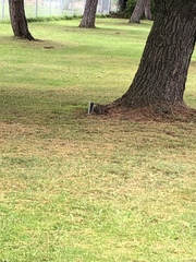 Sciurus carolinensis