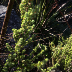 Cliffortia polygonifolia