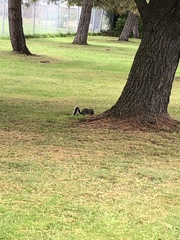 Sciurus carolinensis