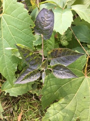 Solanum dulcamara