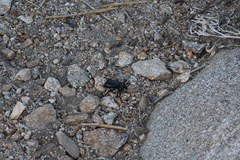 Eleodes grandicollis