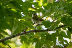 Vireo olivaceus