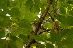 Vireo olivaceus