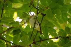 Vireo olivaceus