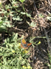 Lycaena phlaeas