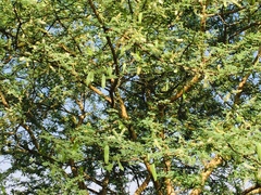 Vachellia nilotica