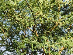 Vachellia nilotica