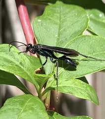 Chalybion californicum