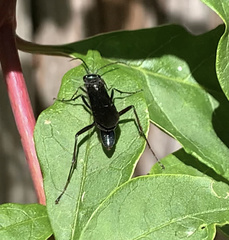 Chalybion californicum