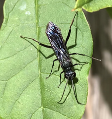 Chalybion californicum