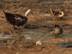 Cairina moschata domestica