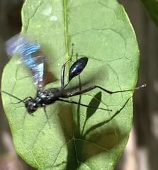 Chalybion californicum