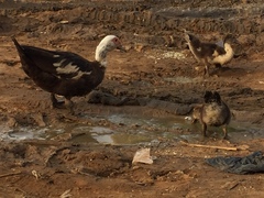 Cairina moschata domestica