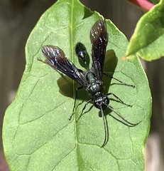 Chalybion californicum