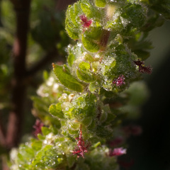 Cliffortia polygonifolia