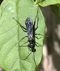 Chalybion californicum