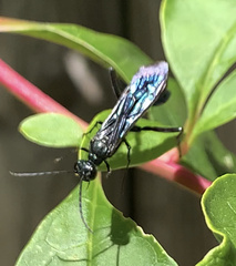 Chalybion californicum