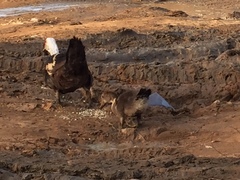Cairina moschata domestica
