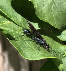 Chalybion californicum