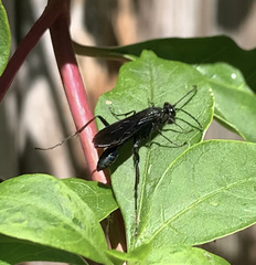 Chalybion californicum