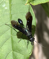 Chalybion californicum