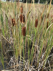 Typha