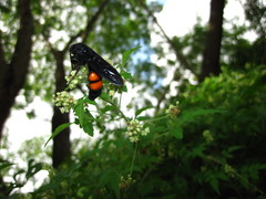 Pygodasis ephippium ephippium