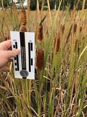 Typha