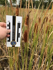 Typha