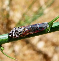 Homalodisca liturata